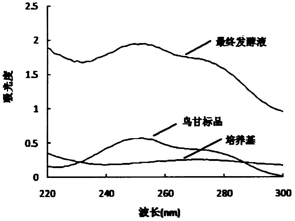 利用鳥(niǎo)苷發(fā)酵液紫外指紋圖譜檢測(cè)鳥(niǎo)苷產(chǎn)量模型的構(gòu)建方法