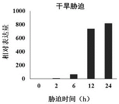 小麥抗逆性調(diào)控蛋白TaCOR58及其編碼基因與應(yīng)用