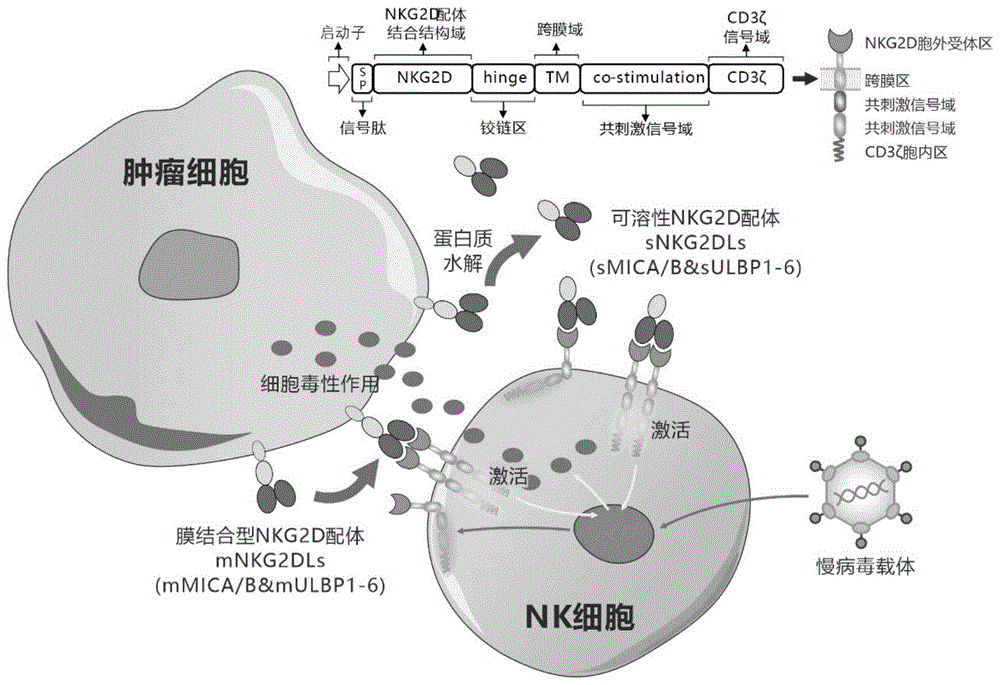靶向人膜結(jié)合型和可溶性NKG2D配體的嵌合受體、核酸分子、免疫效應(yīng)細胞及其應(yīng)用