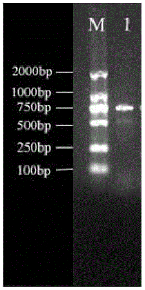 一種基于CRISPR的大腸桿菌ST131系菌株檢測(cè)引物、試劑盒及檢測(cè)方法