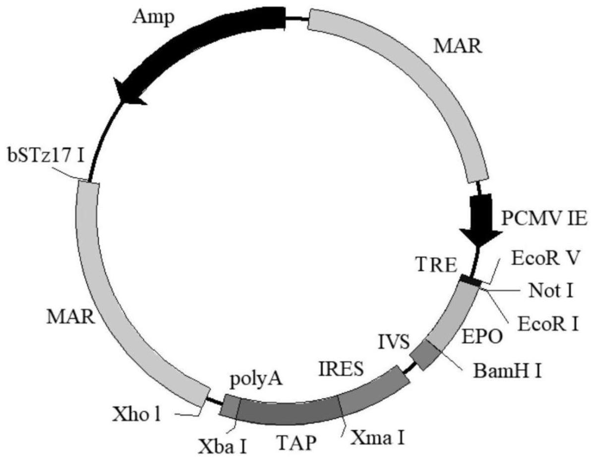 人源化細(xì)胞瞬時表達(dá)用表達(dá)載體、表達(dá)系統(tǒng)、構(gòu)建方法及其應(yīng)用