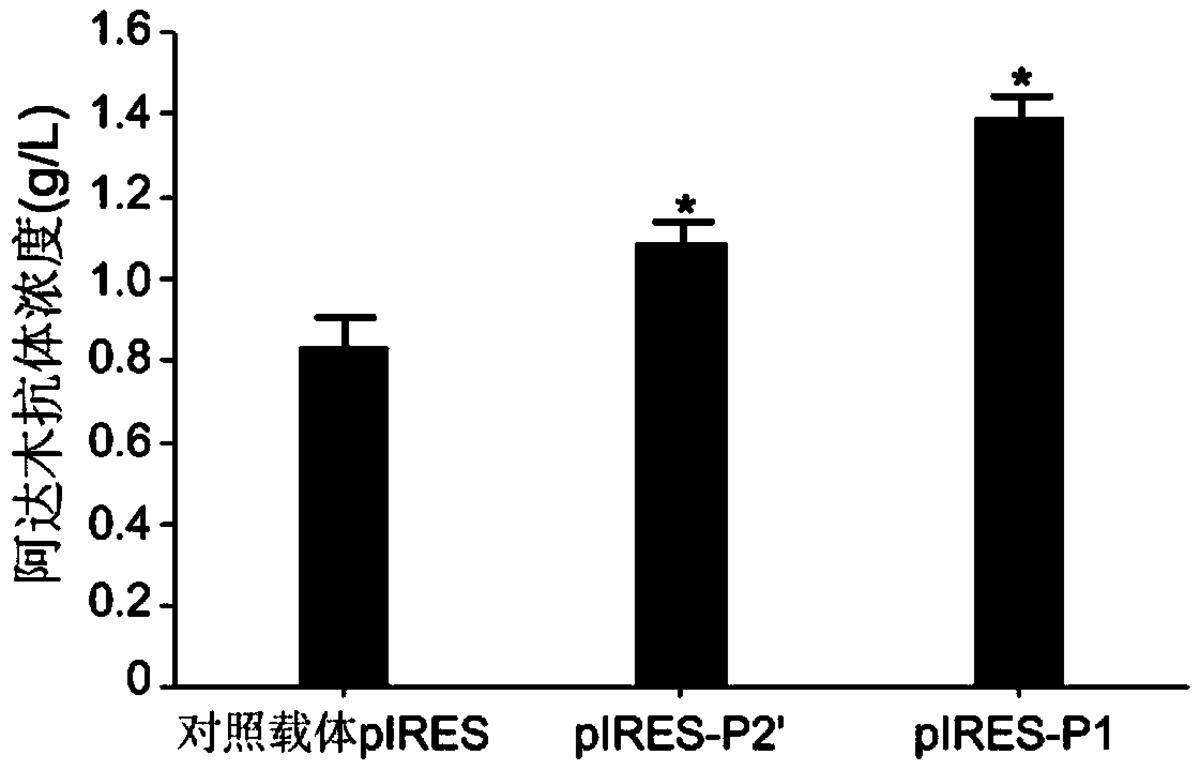 人工合成的內(nèi)含子、哺乳動物細(xì)胞重組表達載體、哺乳動物宿主細(xì)胞、表達方法及其應(yīng)用