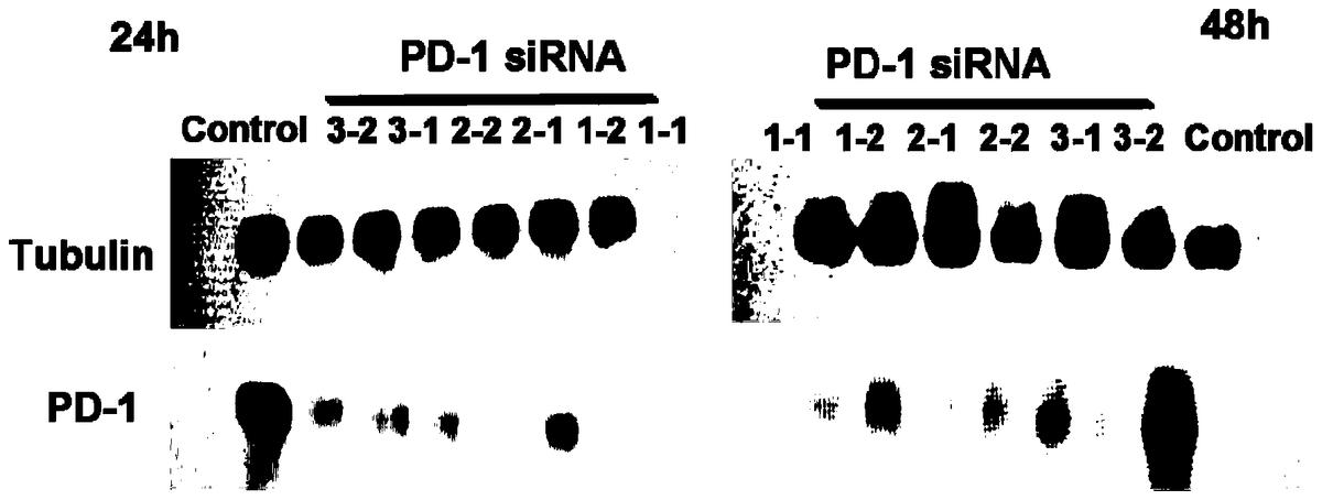 PD-1特異性干擾序列、質(zhì)粒、減毒沙門氏菌及在抗腫瘤的應(yīng)用