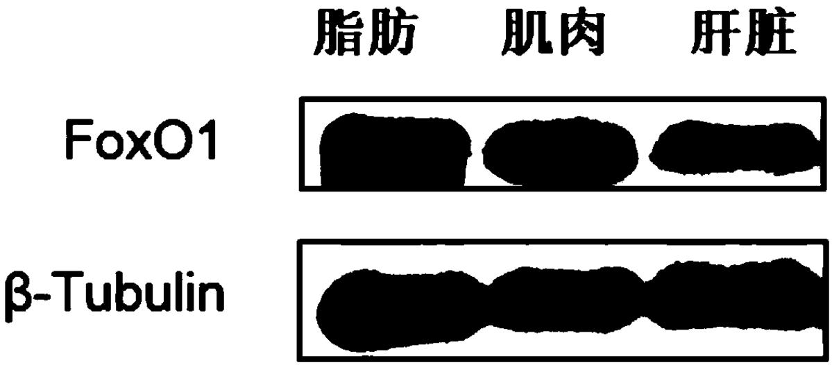 一種草魚FoxO1多肽抗原、抗體及其制備方法、應(yīng)用