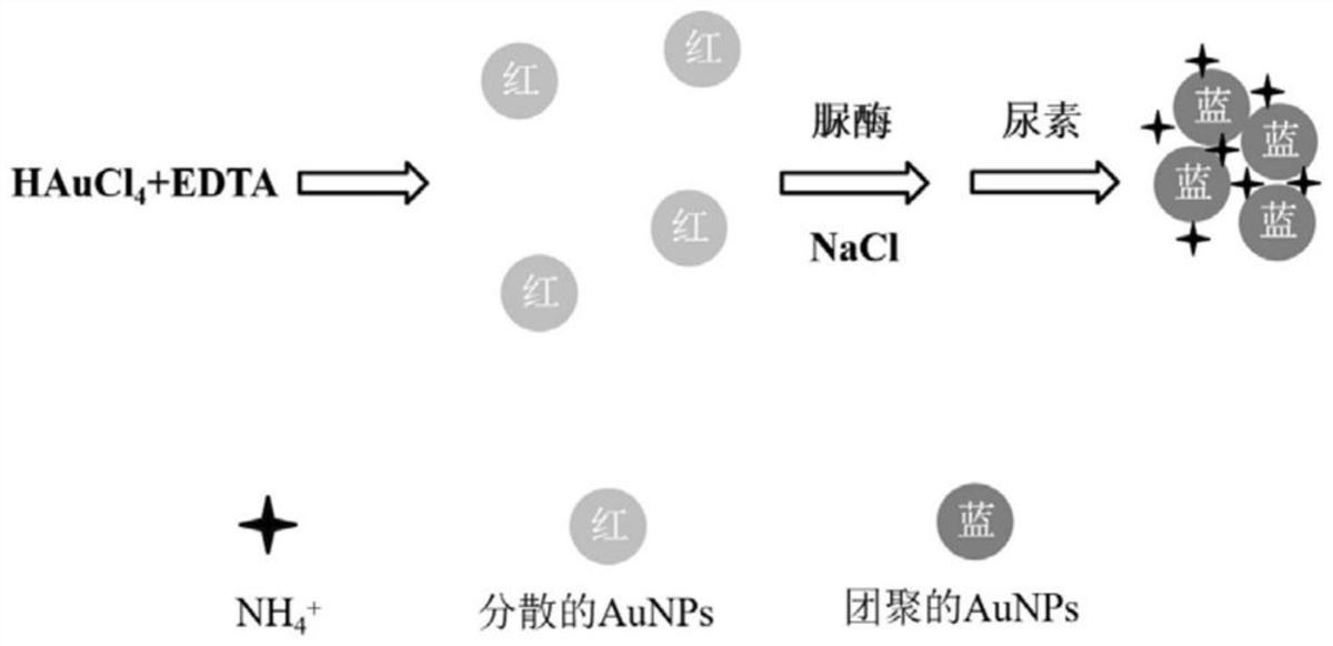 一種基于酶解的尿素檢測方法及其應(yīng)用