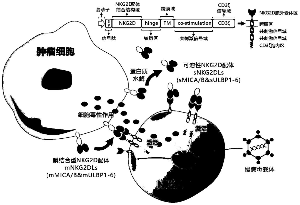 靶向人膜結(jié)合型和可溶性NKG2D配體的嵌合受體、核酸分子、免疫效應(yīng)細(xì)胞及其應(yīng)用