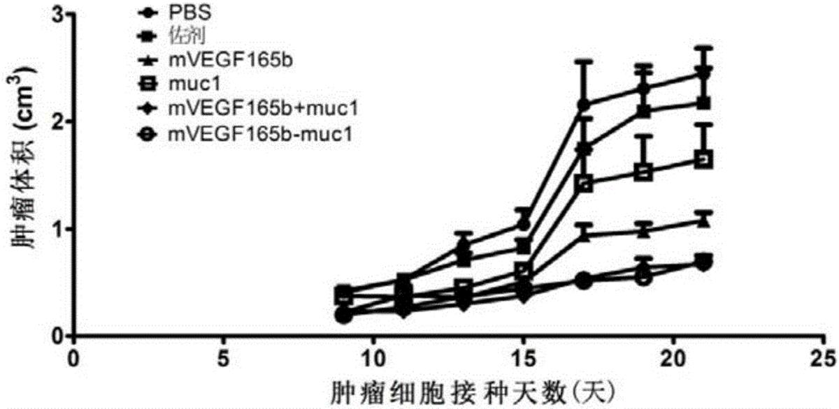 靶向VEGF與mucin1的抗腫瘤疫苗、編碼基因、表達載體、表達工程菌及應用